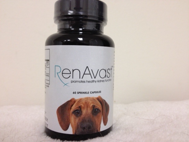 RenAvast_Canine__5200f57b1aa16.jpg